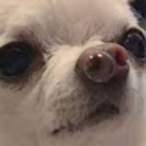 Meet your Posher, Celia